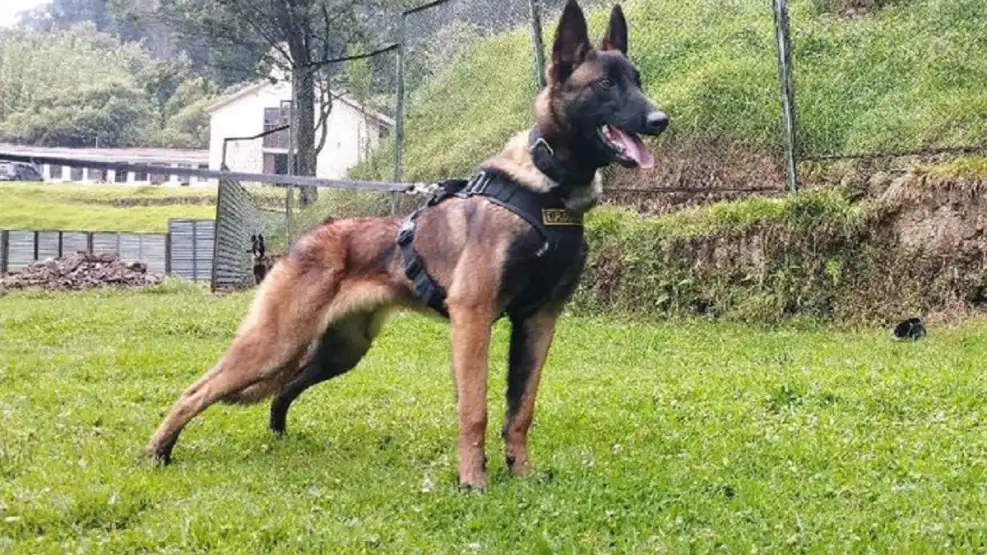 Wilson perro rescatista en Colombia