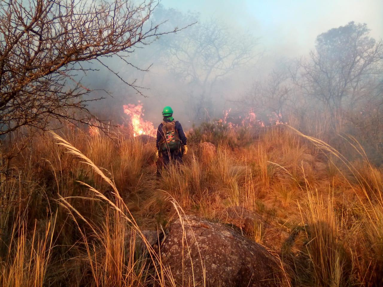 brigadas forestales