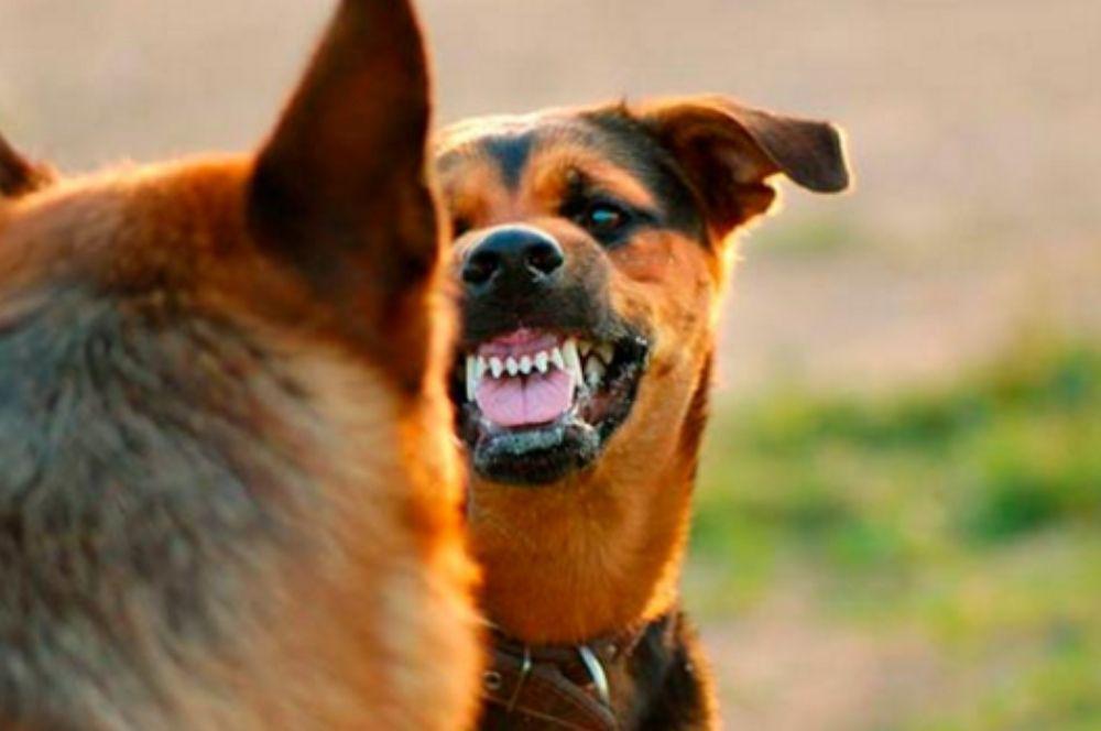 Perro ataque