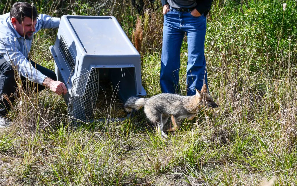 Liberación de fauna silvestre (Policía Ambiental) 07