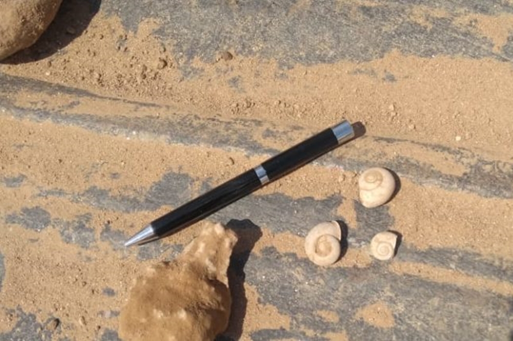 moluscos hallados en predio de cormecor Gentileza Santa María sin basura