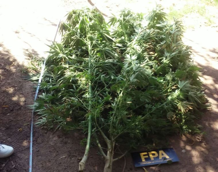 FPA 1