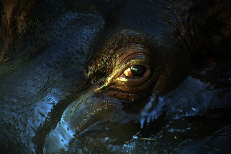 ZOO06