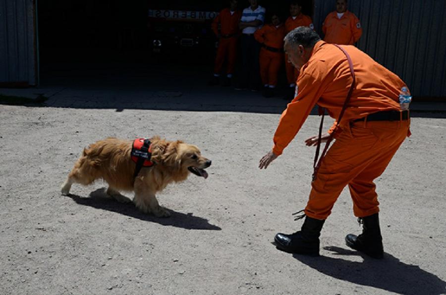 Tobi perro rescatista bomberos voluntarios by prensa Gobierno de Córdoba